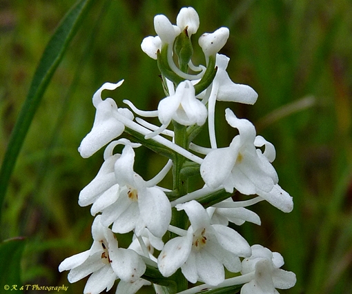 {Platanthera nivea}